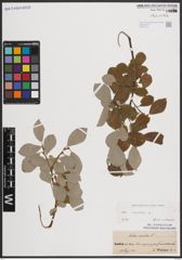 Foto von Salix caprea L.